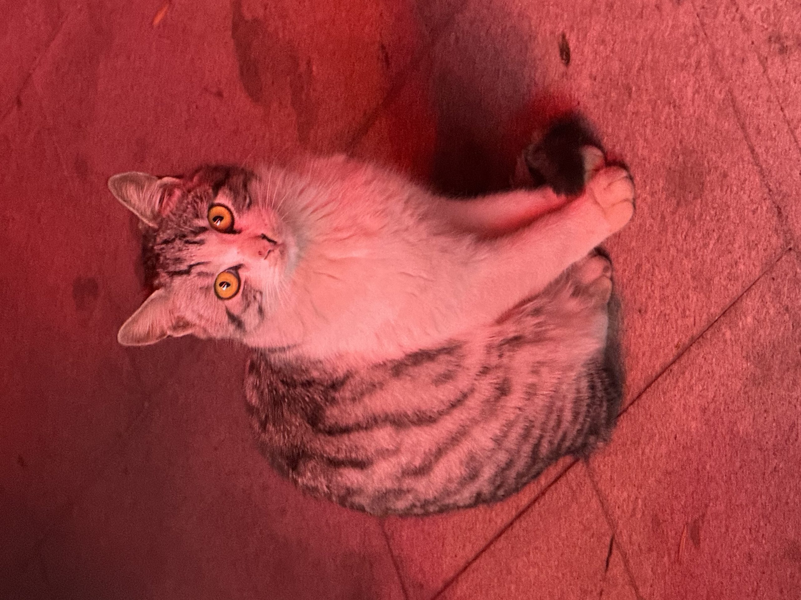 论坛版块分类  可爱的猫猫-HackBug是一个专注于网络安全-渗透测试-漏洞挖掘-暗网黑客论坛-中国黑客论坛-黑客技术-黑客团队-黑客业务-TT科技-TT黑客-TT语音-黑客服务的综合平台。